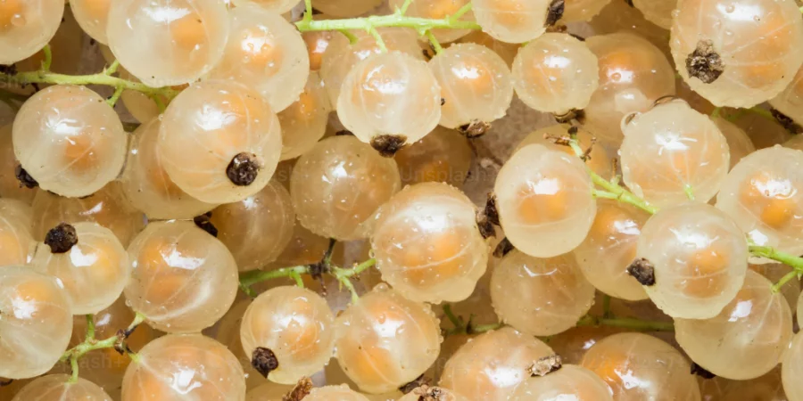 Does Grape Seed Oil Actually Help Varicose Veins?